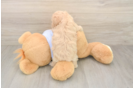 Petite Maltipoo Poodle Mix Pup