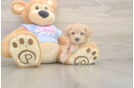 Maltipoo Puppy for Adoption