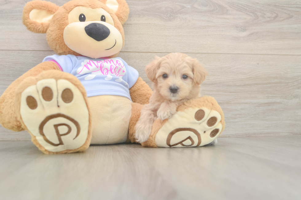 5 week old Maltipoo Puppy For Sale - Puppy Love PR