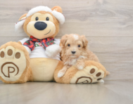 7 week old Maltipoo Puppy For Sale - Puppy Love PR