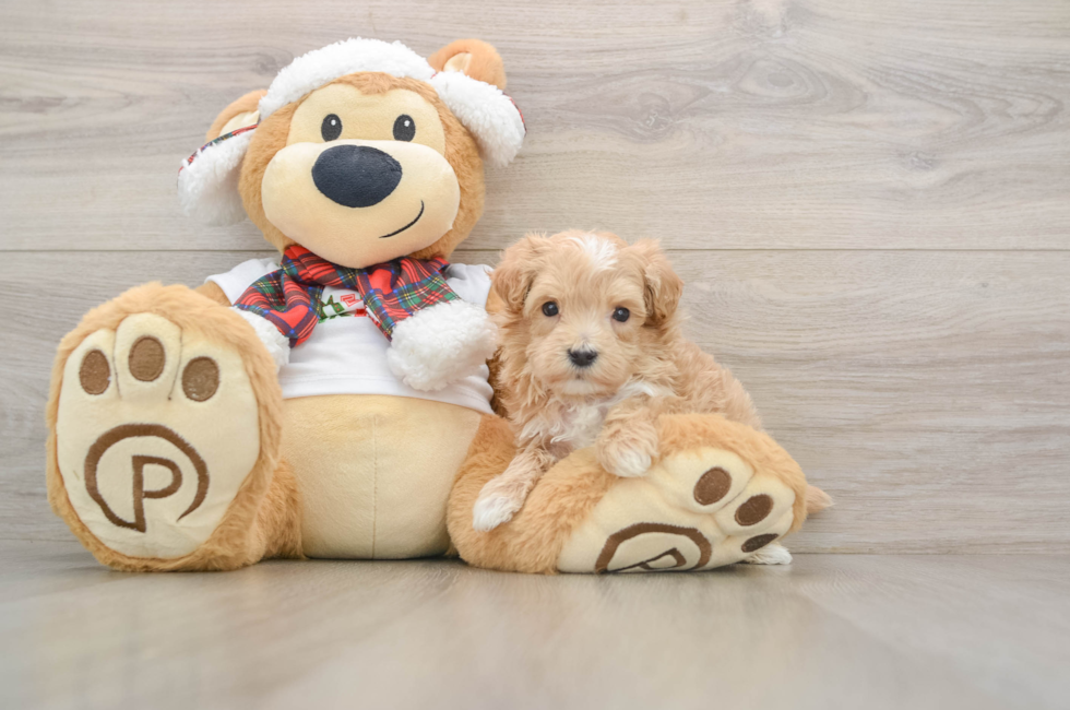 5 week old Maltipoo Puppy For Sale - Puppy Love PR