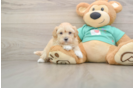 Petite Maltipoo Poodle Mix Pup