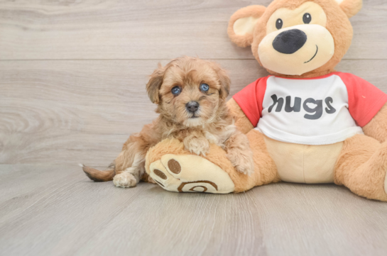 Little Malt Oodle Poodle Mix Puppy