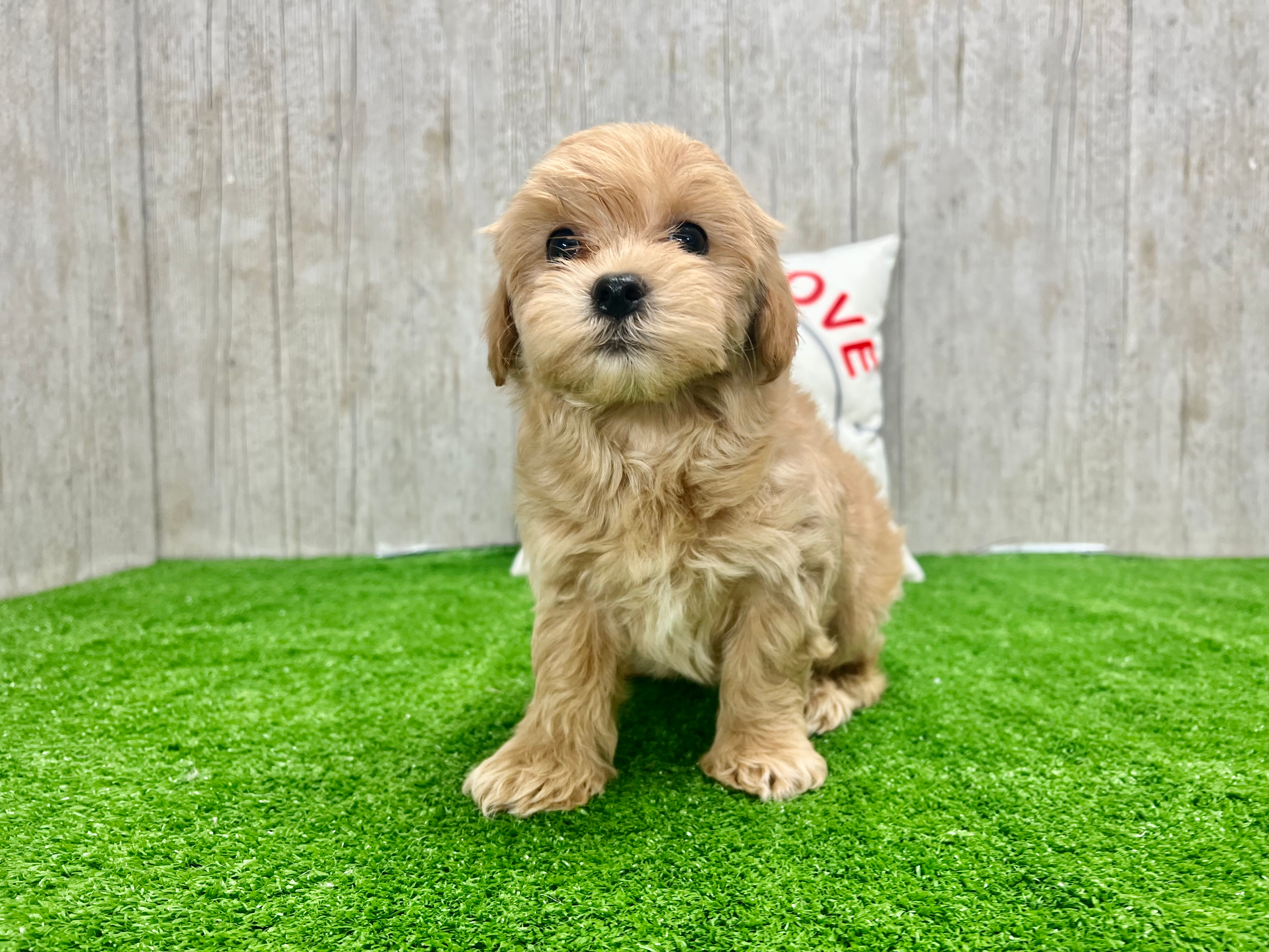 Maltipoo Puppy for Adoption
