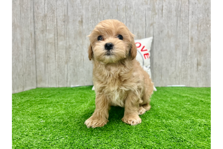 Meet Reno - our Maltipoo Puppy Photo 1/4 - Puppy Love PR Maltipoo Puppy for Adoption
