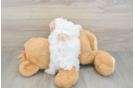 Popular Maltipoo Poodle Mix Pup