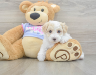 9 week old Maltipoo Puppy For Sale - Puppy Love PR