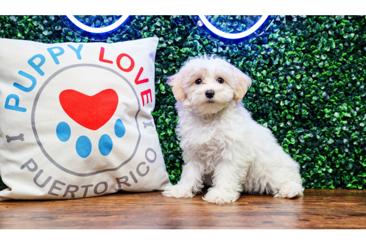 Maltipoo Puppy for Adoption