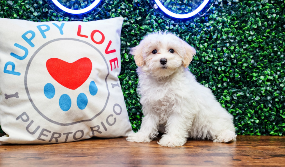 Maltipoo Puppy for Adoption
