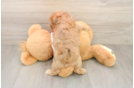 Maltipoo Puppy for Adoption