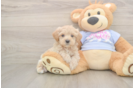 Happy Maltipoo Baby