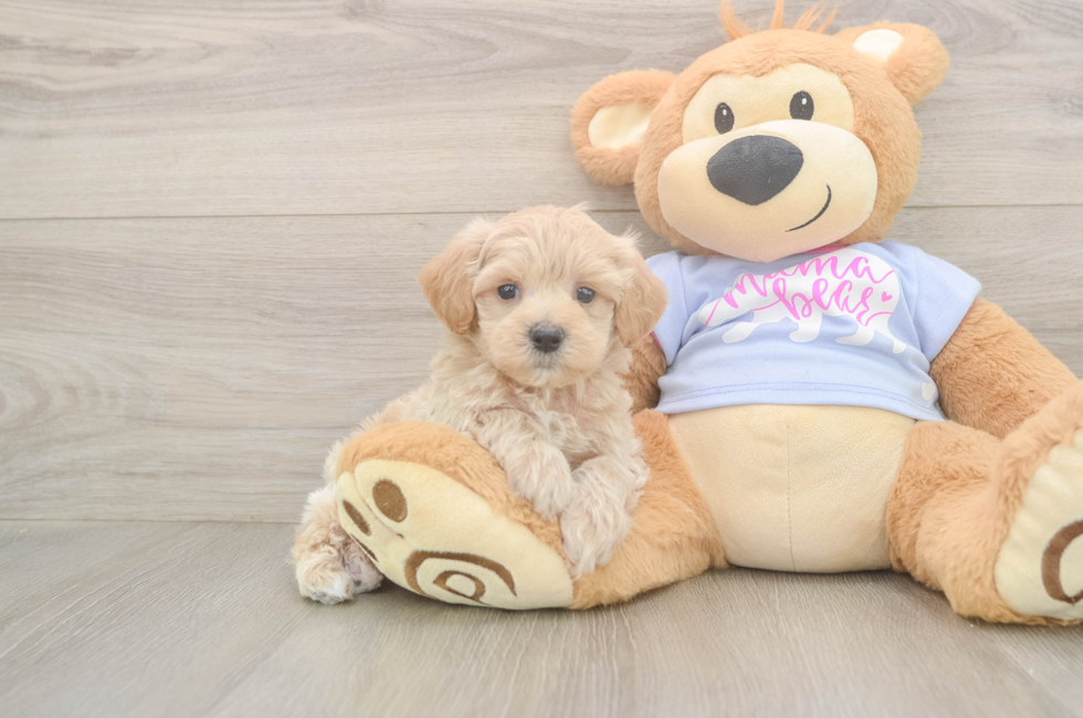 5 week old Maltipoo Puppy For Sale - Puppy Love PR