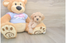 Little Moodle Poodle Mix Puppy