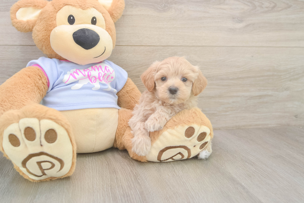 Little Moodle Poodle Mix Puppy
