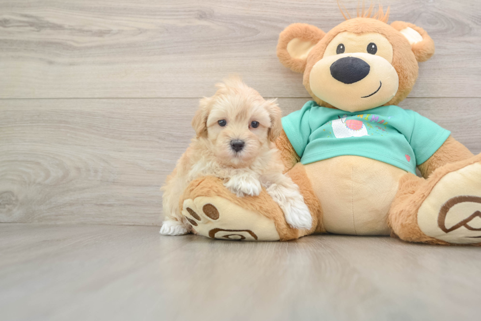 Hypoallergenic Maltese Poodle Poodle Mix Puppy