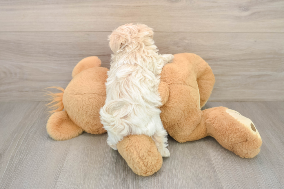 Popular Maltipoo Poodle Mix Pup