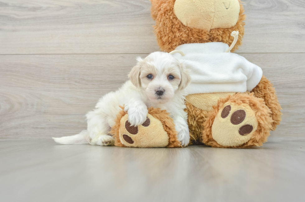 8 week old Maltipoo Puppy For Sale - Puppy Love PR