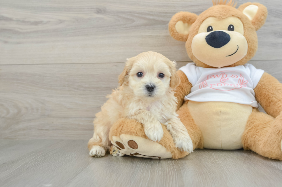 6 week old Maltipoo Puppy For Sale - Puppy Love PR