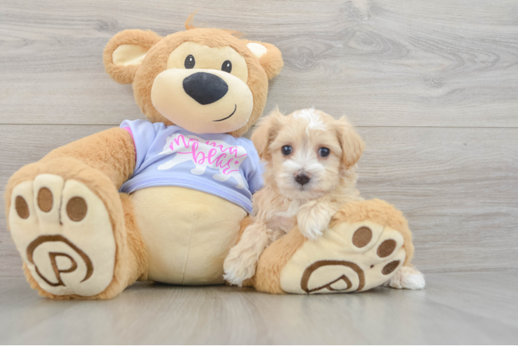 Small Maltipoo Baby