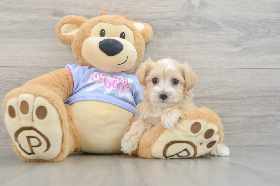 6 week old Maltipoo Puppy For Sale - Puppy Love PR