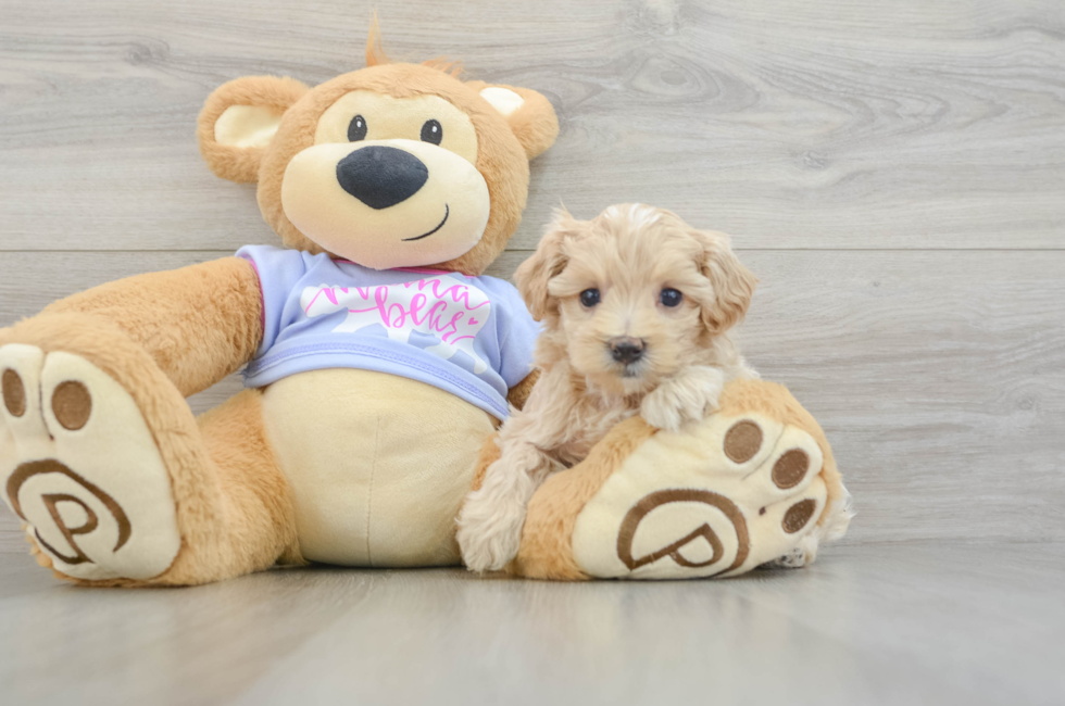 5 week old Maltipoo Puppy For Sale - Puppy Love PR