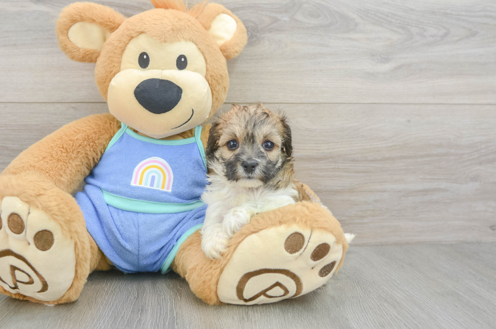 5 week old Maltipoo Puppy For Sale - Puppy Love PR