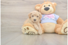 Maltipoo Pup Being Cute