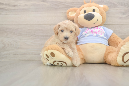 Maltipoo Pup Being Cute