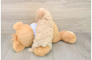 Best Maltipoo Baby