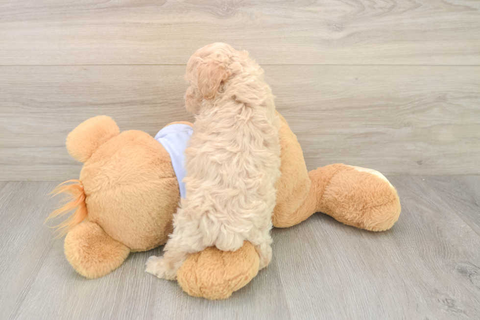 Best Maltipoo Baby