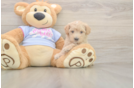 Maltipoo Pup Being Cute