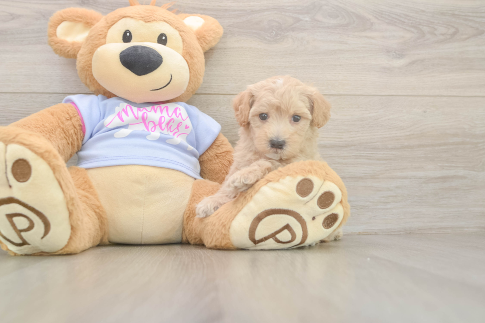 Maltipoo Pup Being Cute