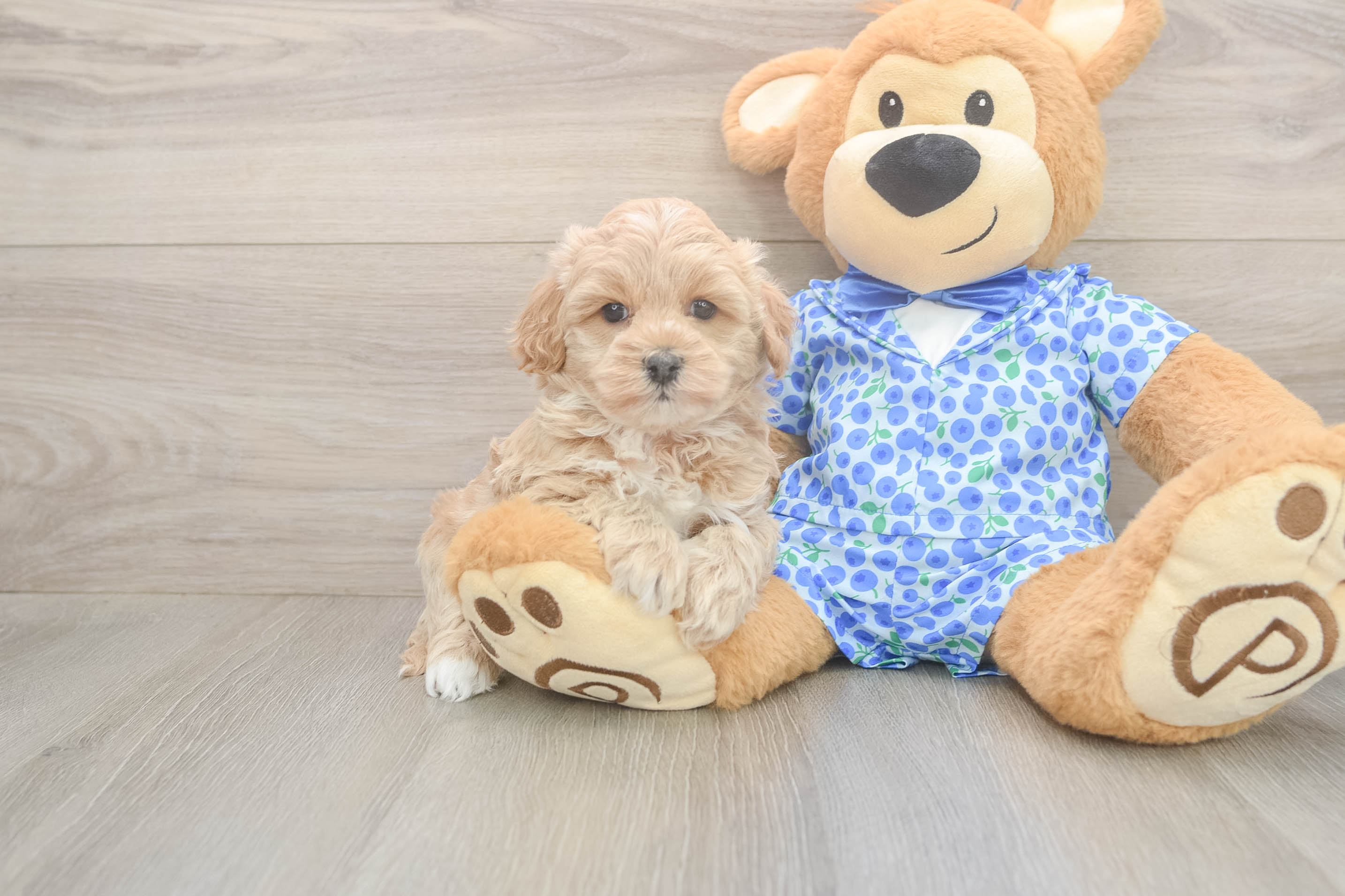 Adorable Multipoo Poodle Mix Puppy