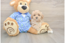 Funny Maltipoo Poodle Mix Pup
