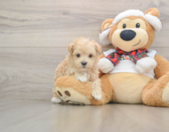 7 week old Maltipoo Puppy For Sale - Puppy Love PR