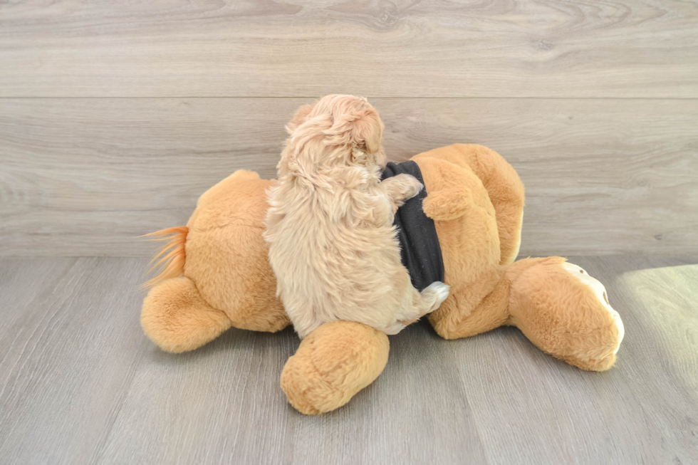 Petite Maltipoo Poodle Mix Pup