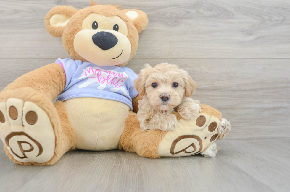 6 week old Maltipoo Puppy For Sale - Puppy Love PR