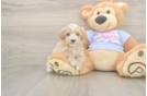 Maltipoo Pup Being Cute