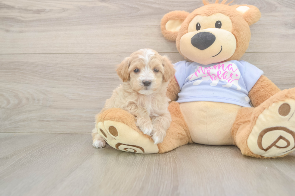 Maltipoo Pup Being Cute