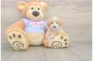 Energetic Maltese Poodle Poodle Mix Puppy