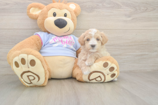 Energetic Maltese Poodle Poodle Mix Puppy