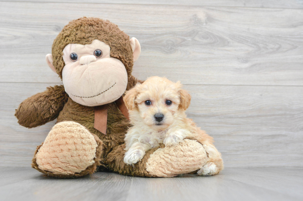 6 week old Maltipoo Puppy For Sale - Puppy Love PR