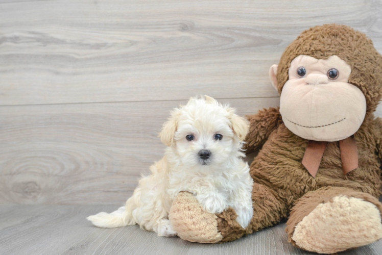 Playful Maltepoo Poodle Mix Puppy