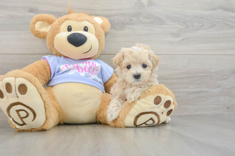 5 week old Maltipoo Puppy For Sale - Puppy Love PR