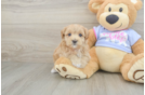 Maltipoo Pup Being Cute