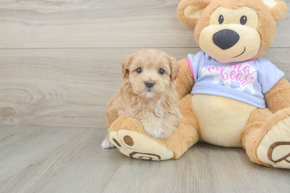 Maltipoo Pup Being Cute