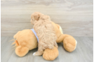 Maltipoo Pup Being Cute