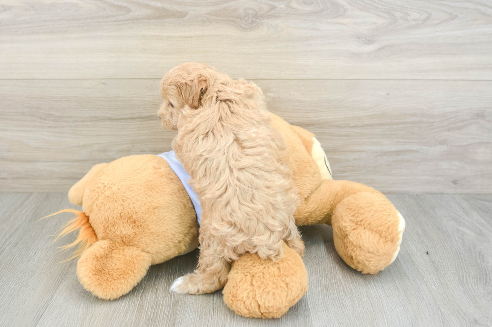 Maltipoo Pup Being Cute