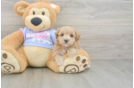 Funny Maltipoo Poodle Mix Pup