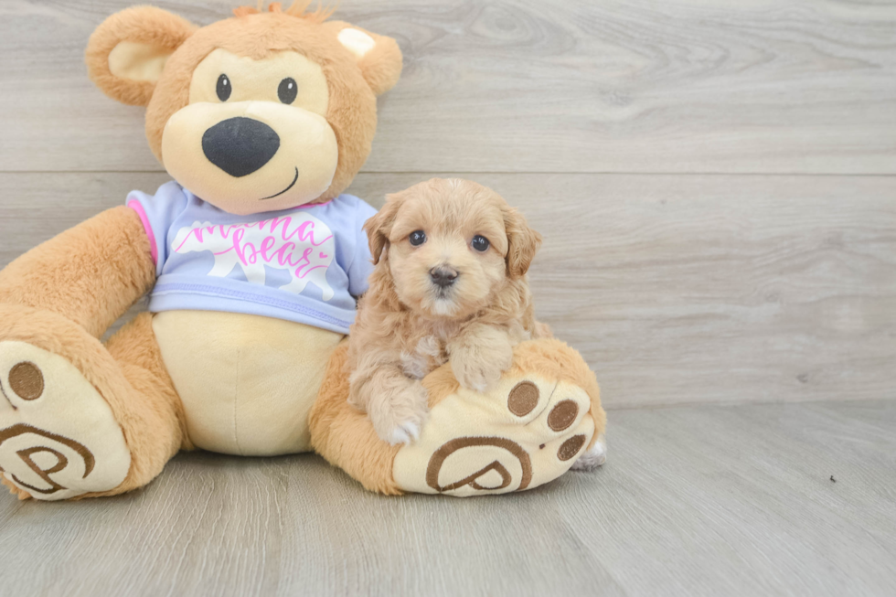 Funny Maltipoo Poodle Mix Pup